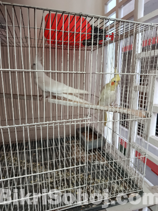 Ek Pair Running Cokatel Bird